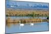 Two Male and One Female Tundra Swans Swimming , the Background-John Alves-Mounted Photographic Print