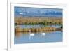 Two Male and One Female Tundra Swans Swimming , the Background-John Alves-Framed Photographic Print