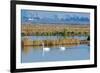 Two Male and One Female Tundra Swans Swimming , the Background-John Alves-Framed Photographic Print