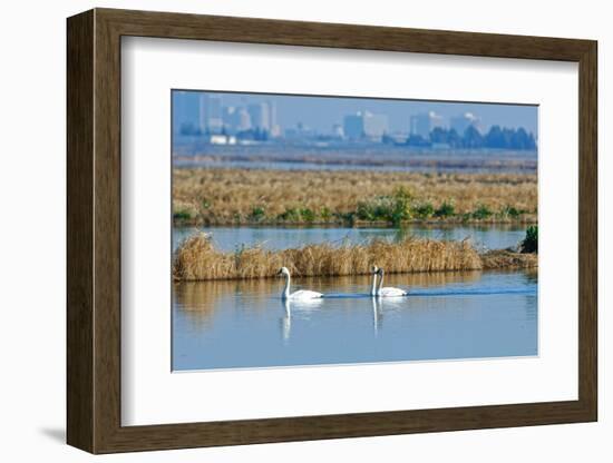 Two Male and One Female Tundra Swans Swimming , the Background-John Alves-Framed Photographic Print