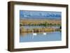 Two Male and One Female Tundra Swans Swimming , the Background-John Alves-Framed Photographic Print