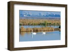 Two Male and One Female Tundra Swans Swimming , the Background-John Alves-Framed Photographic Print