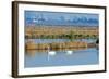 Two Male and One Female Tundra Swans Swimming , the Background-John Alves-Framed Photographic Print