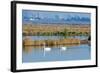 Two Male and One Female Tundra Swans Swimming , the Background-John Alves-Framed Photographic Print