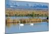 Two Male and One Female Tundra Swans Swimming , the Background-John Alves-Mounted Photographic Print