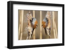 Two Male Bearded Reedling (Panurus Biarmicus) Eating Seeds From A Common Bulrush (Typha Latifolia)-Philippe Clement-Framed Photographic Print