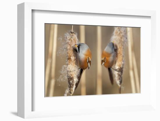 Two Male Bearded Reedling (Panurus Biarmicus) Eating Seeds From A Common Bulrush (Typha Latifolia)-Philippe Clement-Framed Photographic Print