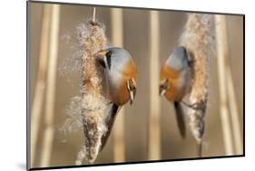 Two Male Bearded Reedling (Panurus Biarmicus) Eating Seeds From A Common Bulrush (Typha Latifolia)-Philippe Clement-Mounted Photographic Print