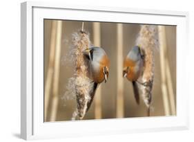 Two Male Bearded Reedling (Panurus Biarmicus) Eating Seeds From A Common Bulrush (Typha Latifolia)-Philippe Clement-Framed Photographic Print