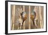 Two Male Bearded Reedling (Panurus Biarmicus) Eating Seeds From A Common Bulrush (Typha Latifolia)-Philippe Clement-Framed Photographic Print