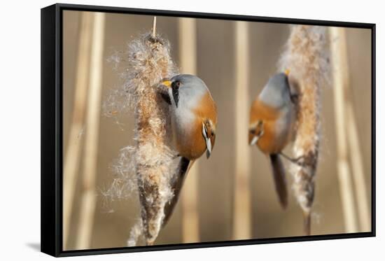 Two Male Bearded Reedling (Panurus Biarmicus) Eating Seeds From A Common Bulrush (Typha Latifolia)-Philippe Clement-Framed Stretched Canvas