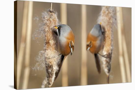 Two Male Bearded Reedling (Panurus Biarmicus) Eating Seeds From A Common Bulrush (Typha Latifolia)-Philippe Clement-Stretched Canvas