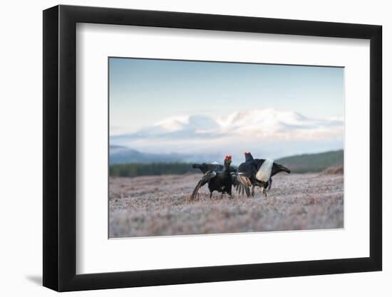 Two male Black grouse fighting for territory on lek, Scotland-null-Framed Photographic Print