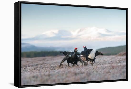 Two male Black grouse fighting for territory on lek, Scotland-null-Framed Stretched Canvas