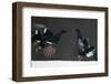 Two Male Black Grouse (Tetrao - Lyrurus Tetrix) Fighting, Kuusamo, Finland, April-Markus Varesvuo-Framed Photographic Print