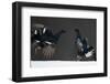 Two Male Black Grouse (Tetrao - Lyrurus Tetrix) Fighting, Kuusamo, Finland, April-Markus Varesvuo-Framed Photographic Print