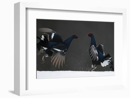 Two Male Black Grouse (Tetrao - Lyrurus Tetrix) Fighting, Kuusamo, Finland, April-Markus Varesvuo-Framed Photographic Print