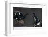 Two Male Black Grouse (Tetrao - Lyrurus Tetrix) Fighting, Kuusamo, Finland, April-Markus Varesvuo-Framed Photographic Print