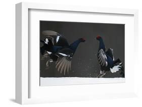 Two Male Black Grouse (Tetrao - Lyrurus Tetrix) Fighting, Kuusamo, Finland, April-Markus Varesvuo-Framed Photographic Print