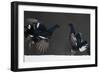 Two Male Black Grouse (Tetrao - Lyrurus Tetrix) Fighting, Kuusamo, Finland, April-Markus Varesvuo-Framed Photographic Print