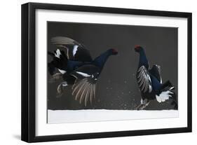 Two Male Black Grouse (Tetrao - Lyrurus Tetrix) Fighting, Kuusamo, Finland, April-Markus Varesvuo-Framed Photographic Print