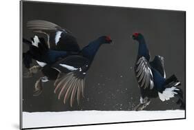 Two Male Black Grouse (Tetrao - Lyrurus Tetrix) Fighting, Kuusamo, Finland, April-Markus Varesvuo-Mounted Photographic Print