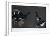 Two Male Black Grouse (Tetrao - Lyrurus Tetrix) Fighting, Kuusamo, Finland, April-Markus Varesvuo-Framed Photographic Print