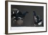 Two Male Black Grouse (Tetrao - Lyrurus Tetrix) Fighting, Kuusamo, Finland, April-Markus Varesvuo-Framed Photographic Print