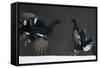 Two Male Black Grouse (Tetrao - Lyrurus Tetrix) Fighting, Kuusamo, Finland, April-Markus Varesvuo-Framed Stretched Canvas