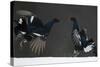 Two Male Black Grouse (Tetrao - Lyrurus Tetrix) Fighting, Kuusamo, Finland, April-Markus Varesvuo-Stretched Canvas
