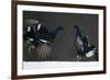 Two Male Black Grouse (Tetrao - Lyrurus Tetrix) Fighting, Kuusamo, Finland, April-Markus Varesvuo-Framed Photographic Print