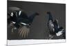 Two Male Black Grouse (Tetrao - Lyrurus Tetrix) Fighting, Kuusamo, Finland, April-Markus Varesvuo-Mounted Photographic Print