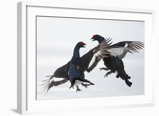 Two Male Black Grouse (Tetrao - Lyrurus Tetrix) Fighting, Utajarvi, Finland, April-Markus Varesvuo-Framed Photographic Print