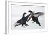 Two Male Black Grouse (Tetrao - Lyrurus Tetrix) Fighting, Utajarvi, Finland, April-Markus Varesvuo-Framed Photographic Print