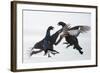 Two Male Black Grouse (Tetrao - Lyrurus Tetrix) Fighting, Utajarvi, Finland, April-Markus Varesvuo-Framed Photographic Print