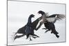 Two Male Black Grouse (Tetrao - Lyrurus Tetrix) Fighting, Utajarvi, Finland, April-Markus Varesvuo-Mounted Photographic Print