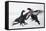 Two Male Black Grouse (Tetrao - Lyrurus Tetrix) Fighting, Utajarvi, Finland, April-Markus Varesvuo-Framed Stretched Canvas