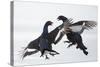 Two Male Black Grouse (Tetrao - Lyrurus Tetrix) Fighting, Utajarvi, Finland, April-Markus Varesvuo-Stretched Canvas