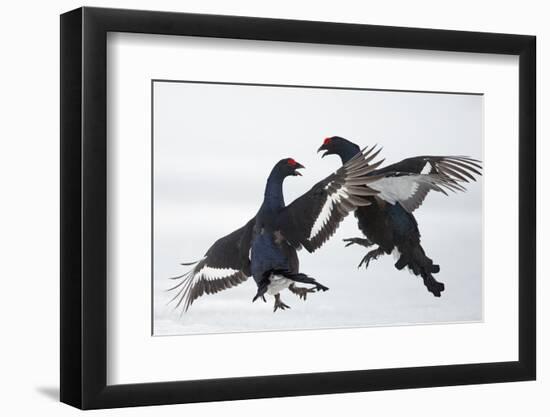 Two Male Black Grouse (Tetrao - Lyrurus Tetrix) Fighting, Utajarvi, Finland, April-Markus Varesvuo-Framed Photographic Print