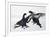 Two Male Black Grouse (Tetrao - Lyrurus Tetrix) Fighting, Utajarvi, Finland, April-Markus Varesvuo-Framed Photographic Print