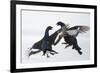 Two Male Black Grouse (Tetrao - Lyrurus Tetrix) Fighting, Utajarvi, Finland, April-Markus Varesvuo-Framed Photographic Print