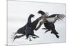 Two Male Black Grouse (Tetrao - Lyrurus Tetrix) Fighting, Utajarvi, Finland, April-Markus Varesvuo-Mounted Photographic Print