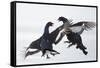 Two Male Black Grouse (Tetrao - Lyrurus Tetrix) Fighting, Utajarvi, Finland, April-Markus Varesvuo-Framed Stretched Canvas