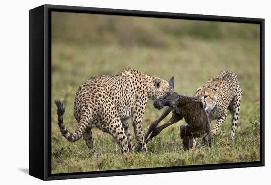 Two Male Cheetah (Acinonyx Jubatus) Killing a New Born Blue Wildebeest (Brindled Gnu) Calf-James Hager-Framed Stretched Canvas