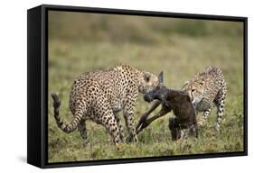 Two Male Cheetah (Acinonyx Jubatus) Killing a New Born Blue Wildebeest (Brindled Gnu) Calf-James Hager-Framed Stretched Canvas