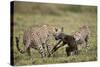 Two Male Cheetah (Acinonyx Jubatus) Killing a New Born Blue Wildebeest (Brindled Gnu) Calf-James Hager-Stretched Canvas