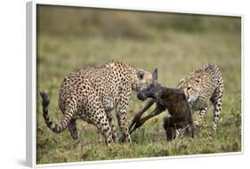 Two Male Cheetah (Acinonyx Jubatus) Killing a New Born Blue Wildebeest (Brindled Gnu) Calf-James Hager-Framed Photographic Print