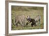 Two Male Cheetah (Acinonyx Jubatus) Killing a New Born Blue Wildebeest (Brindled Gnu) Calf-James Hager-Framed Photographic Print