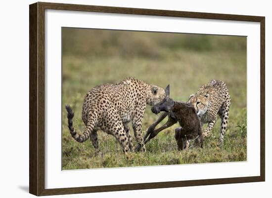 Two Male Cheetah (Acinonyx Jubatus) Killing a New Born Blue Wildebeest (Brindled Gnu) Calf-James Hager-Framed Photographic Print