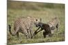 Two Male Cheetah (Acinonyx Jubatus) Killing a New Born Blue Wildebeest (Brindled Gnu) Calf-James Hager-Mounted Photographic Print